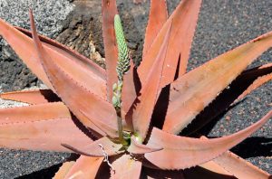 Aloe vera foglia rossa