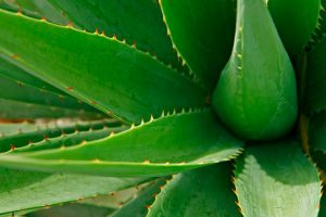 foglie di aloe vera